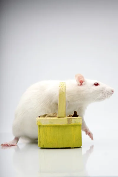 Ratte mit grünem Kopf — Stockfoto