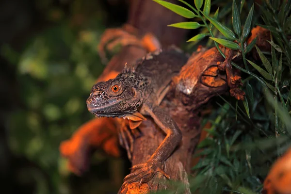 Iguana — Zdjęcie stockowe