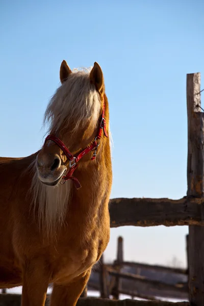 Кінь на фермі — стокове фото