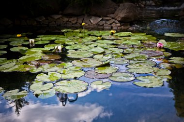 Lotus çiçeği.