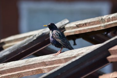 Starling çatı