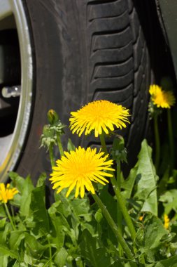 Flowers and a wheel clipart