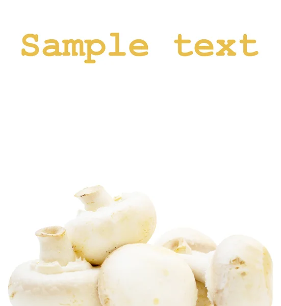 Mushrooms on a white background — Stock Photo, Image