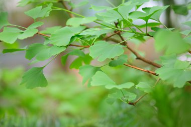 ginkgo biloba ağacı - yeşil yaprak