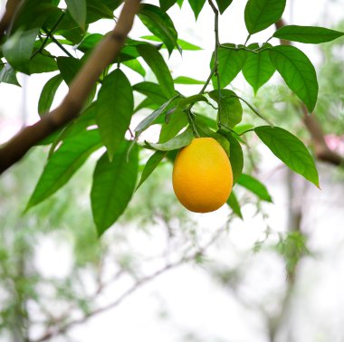 Limon ağacında yetişen limon