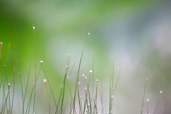 Grass with dew — Stock Photo, Image
