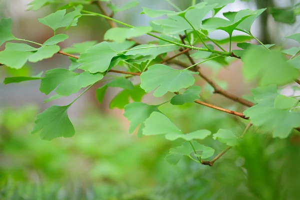 Ginkgo biloba φύλλα δέντρο - πράσινο — Φωτογραφία Αρχείου