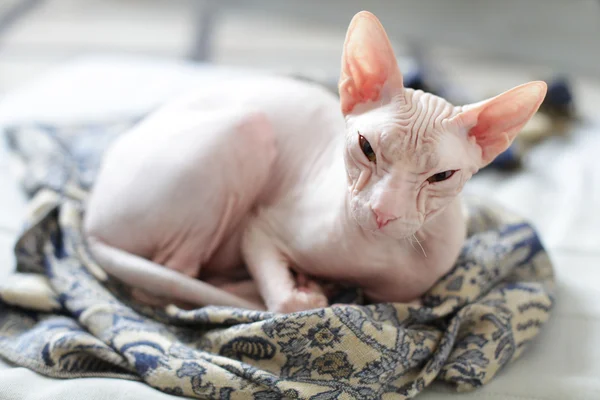 stock image Cat - sphynx hairless kitten