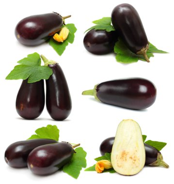 Eggplant vegetable on white background - set clipart