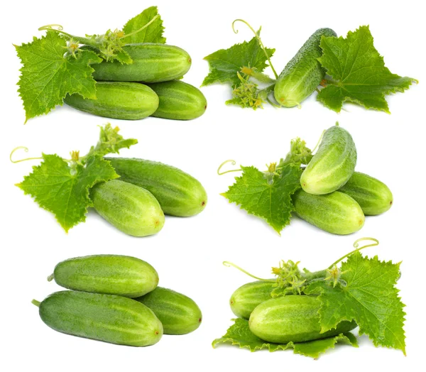 緑の白い背景 - キュウリの野菜セット — ストック写真
