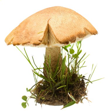 Mantar huş ağacı üzerinde beyaz izole Bolete (Leccinum Melaneum)