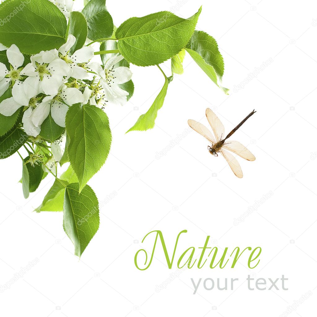 Nature Concept - Background with Green Leaves and Dragonfly Isol
