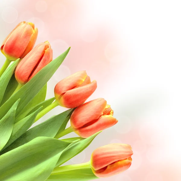 Spring background with tulip flowers — Stock Photo, Image
