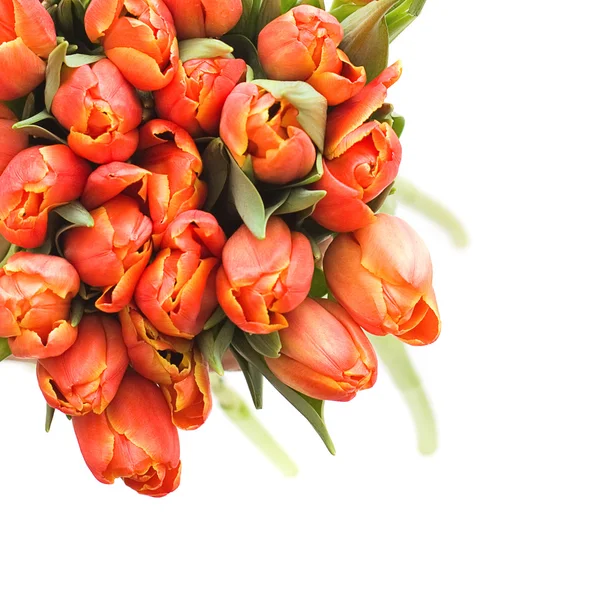 Background with Tulip Flowers - Spring or Summer concept — Stock Photo, Image