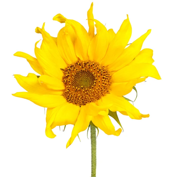 Sunflower isolated on white — Stock Photo, Image