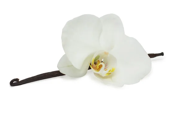 stock image Vanilla beans and with white orchid isolated