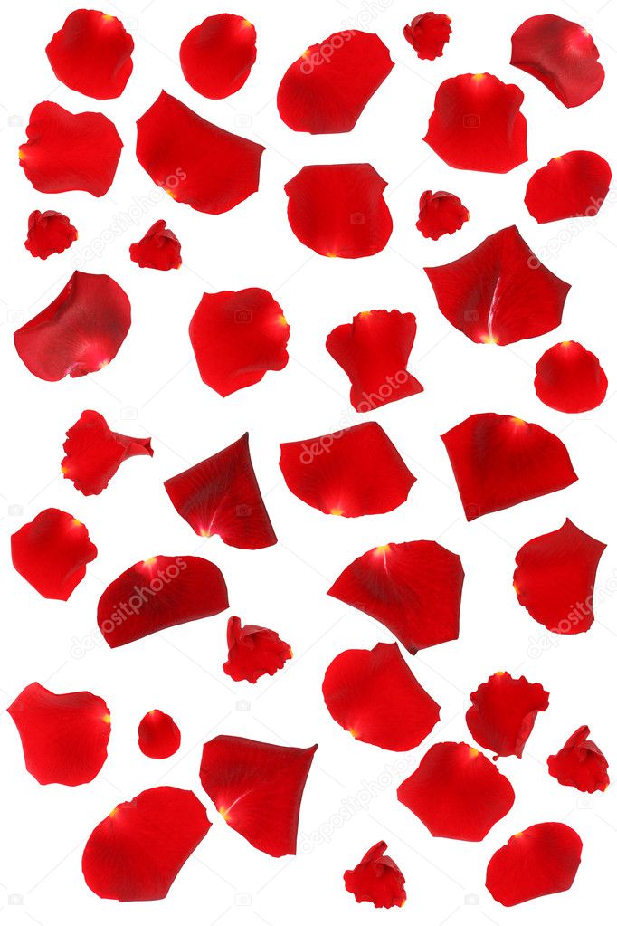 Red Rose Petals Isolated on White