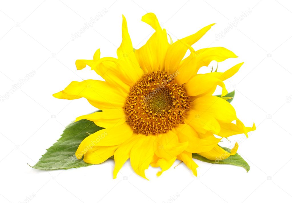 Sunflower with green leaves isolated over white background