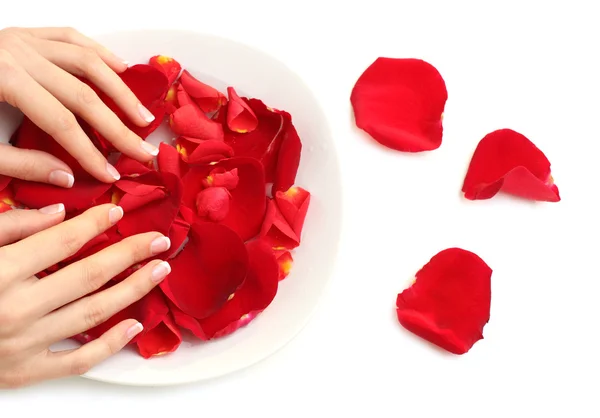 Manicure - ręce z płatków róż na białym — Zdjęcie stockowe