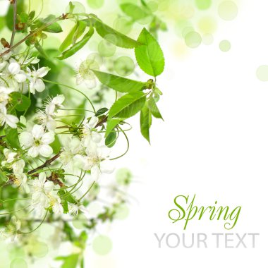 Spring blossom border - abstract floral background clipart