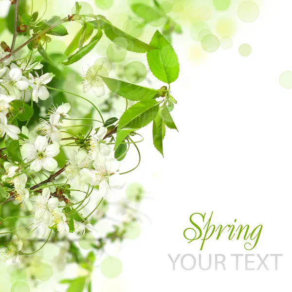 Borda de flor de primavera - fundo floral abstrato Imagem De Stock