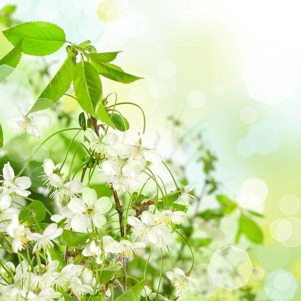 Fundo floral abstrato - belas flores de primavera — Fotografia de Stock