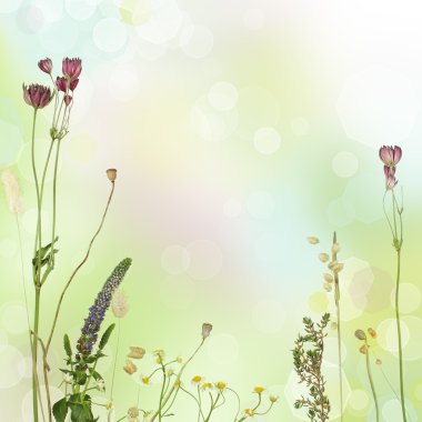 Summer floral border - blossom blurred background clipart