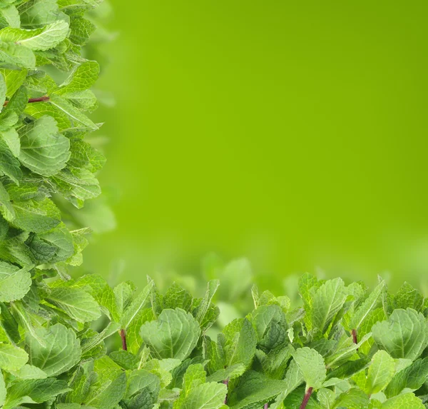 Fond de menthe - bordure de feuille verte — Photo