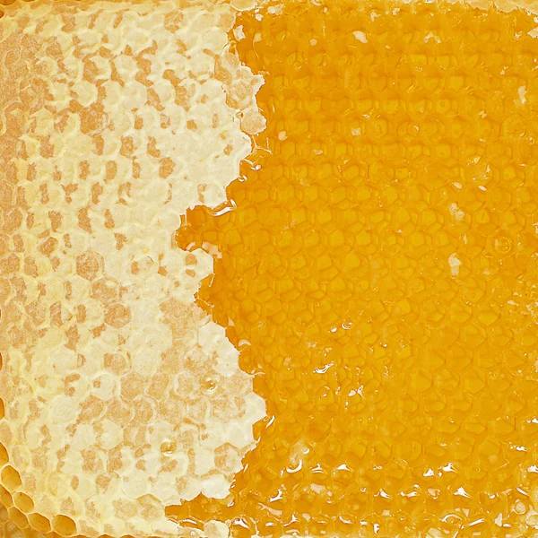 Honey comb texture — Stock Photo, Image