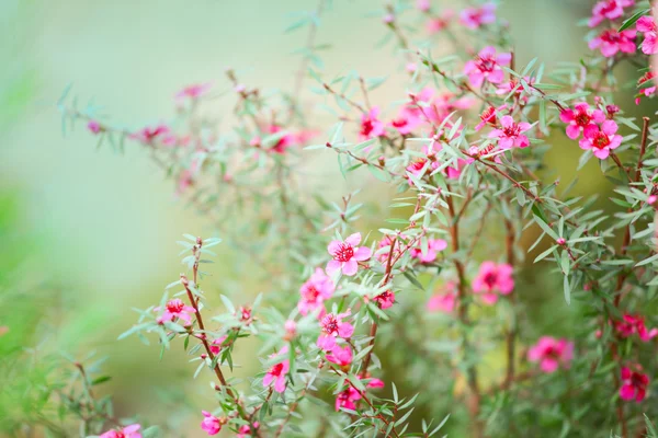 Tło z kwiaty - kwiaty (płytkiej głębi ostrości) — Zdjęcie stockowe