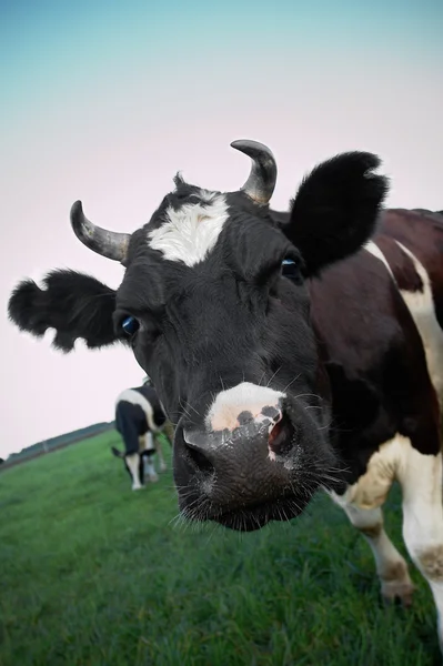 Cow in a field — Stock Photo, Image