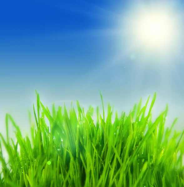 Fresh grass with sunbeams — Stock Photo, Image