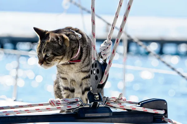 แมวกระโดดกับเรือยอชท์ล่องเรือ — ภาพถ่ายสต็อก