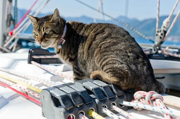 Skipper cat with sailing yacht rigging — Stock Photo, Image