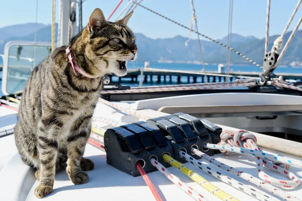 stock image Skipper cat with sailing yacht rigging