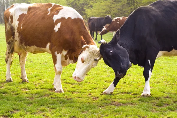 牧场上的牛 — 图库照片