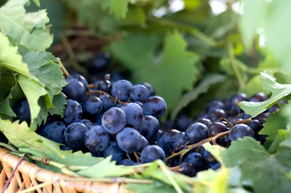 Raisins violets mûrs — Photo