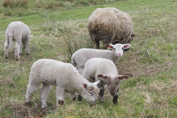 Lamm i ett fält — Stockfoto