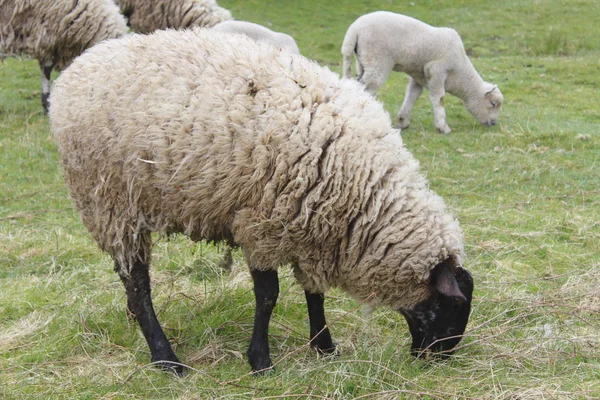 Pastoreo de ovejas —  Fotos de Stock