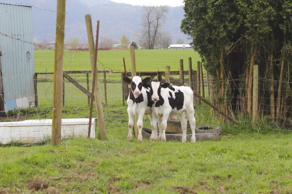 สองลูกวัวนม — ภาพถ่ายสต็อก