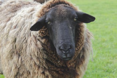 Close Up of a Woolly Sheep clipart