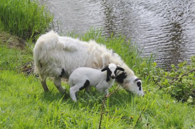 Goat and Her Kid clipart