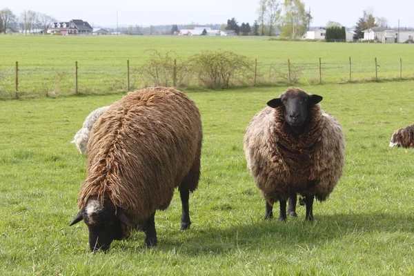 Due pecore al pascolo — Foto Stock