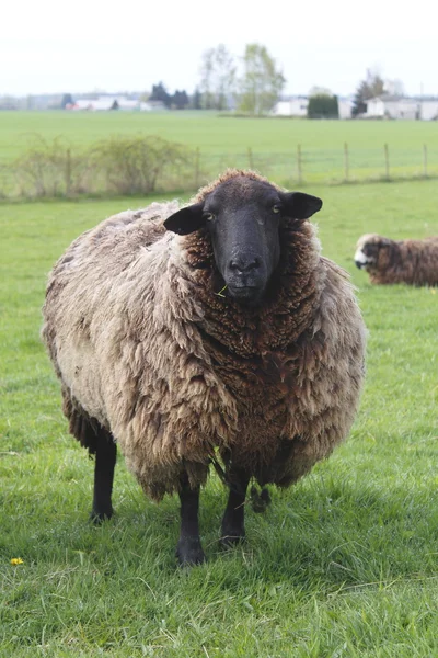 Een grote schapen staat alleen — Stockfoto