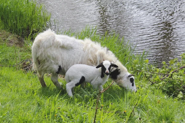 Коза і її дитина — стокове фото