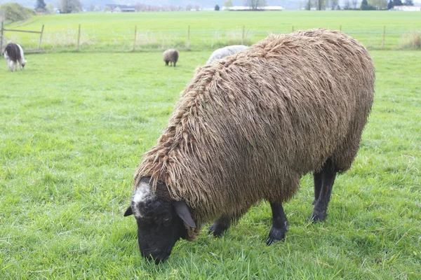 棕色羊放牧καφέ πρόβατα που βοσκούν — Φωτογραφία Αρχείου