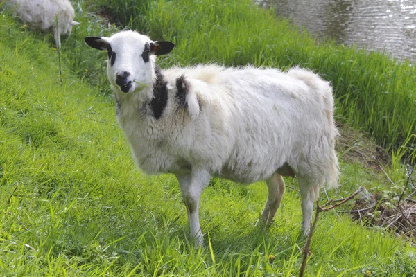 Goat on Hillside — Stock Photo, Image