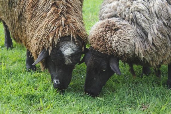 Cerca de dos ovejas pastando — Foto de Stock