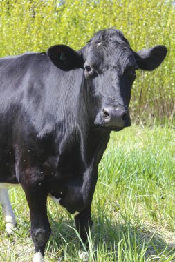 Front View of Black Dairy Cow clipart