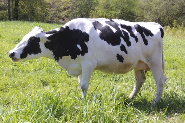 Πλήρες προφίλ των αγελάδων γαλακτοπαραγωγής — Φωτογραφία Αρχείου